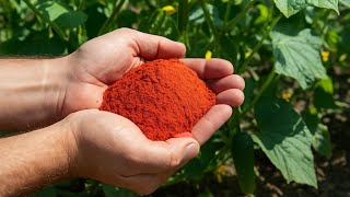 Unlock the Secrets The Ultimate Fertilizer for Lush Cucumbers!