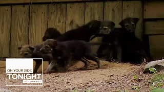 Red Wolf Puppies Born At Western North Carolina Wildlife Center