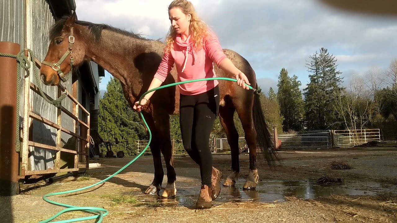 Spring clean - pony edition (Giving my horse a makeover!)