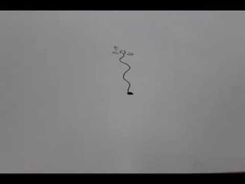 Web Animation (Flower Stop-Motion)