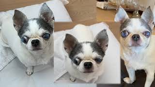 Royal Pet Accapi Fir - Fergie