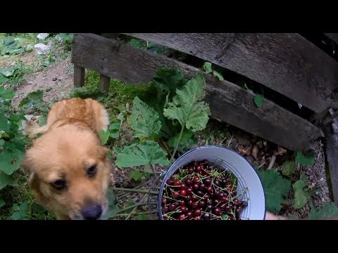Altoirea Pomilor Din Gradina Ghid Practic Pas Cu Pas Mathaus By Arabesque