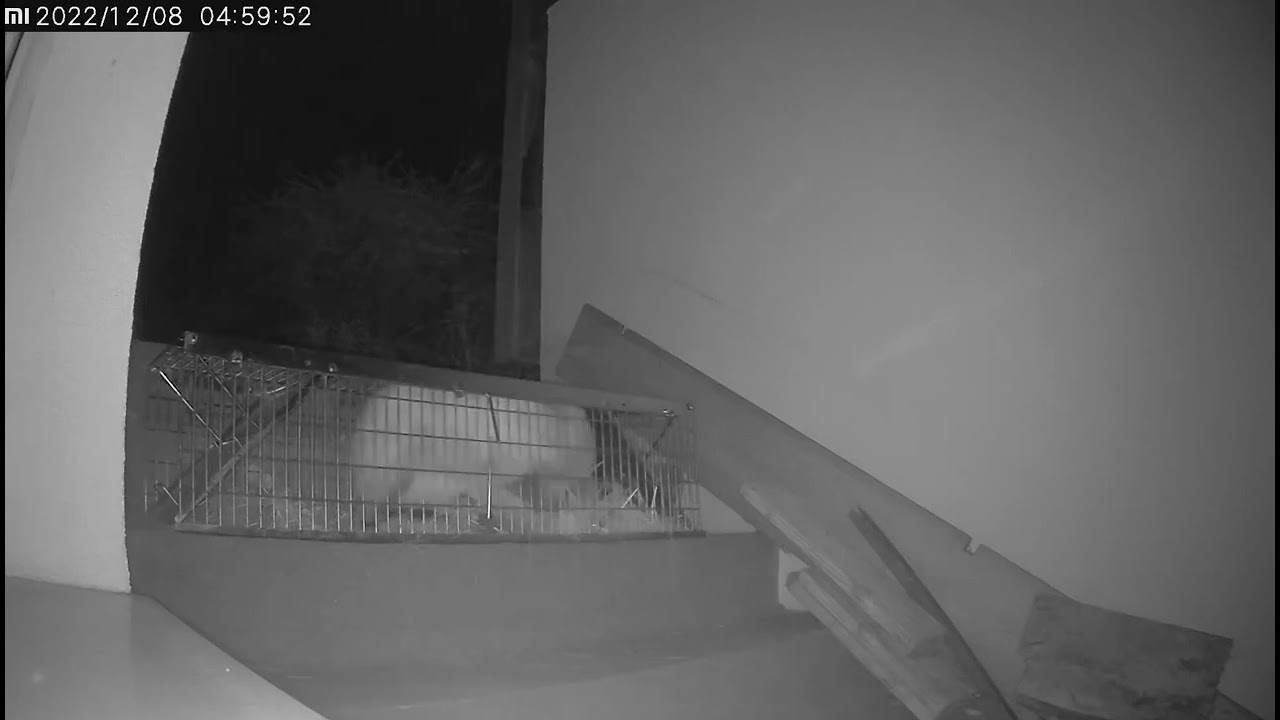 Róka befogás nyestfogó csapdával.