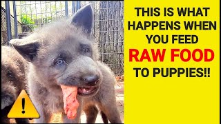 This is What Happens When you Feed RAW Food to Puppies!!