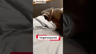 Apex Predator vs. The Deadly Hair Tie 🐅 #shorts