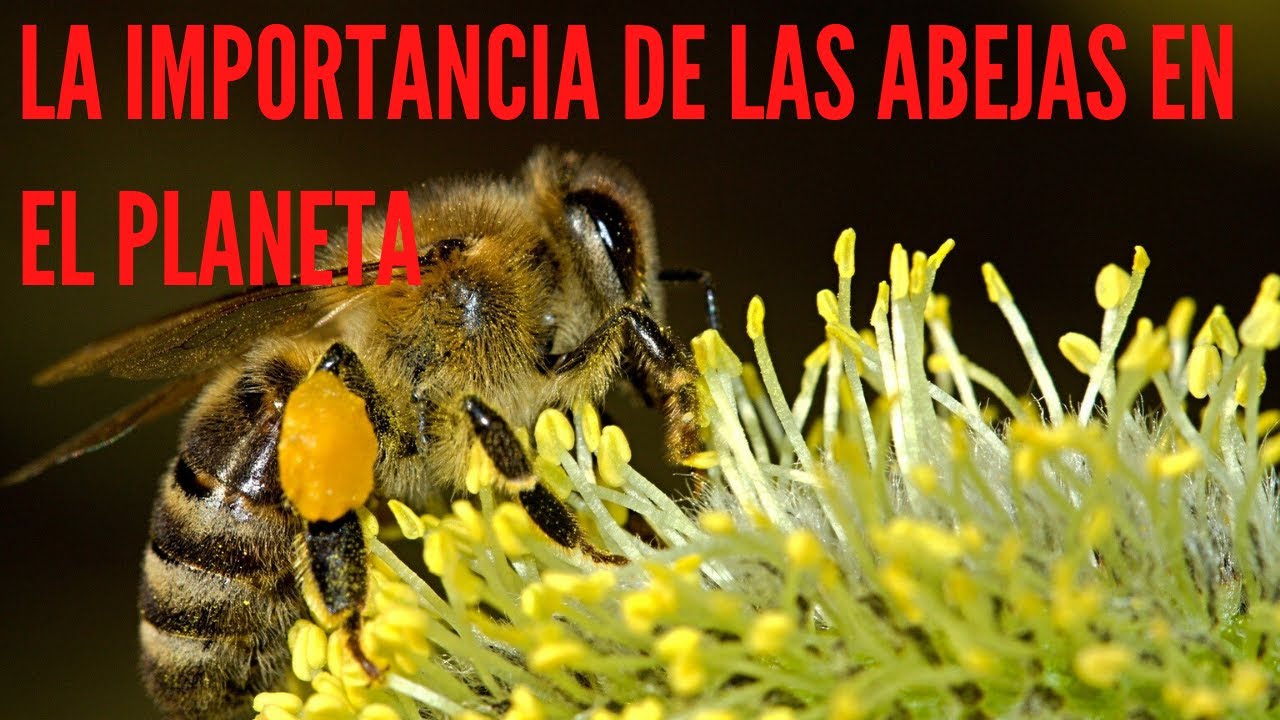 Importancia de las abejas en el planeta - YouTube