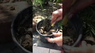 Propagating Christmas tree #plants #propagation #gardening #garden