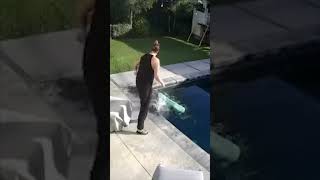 Dog Slips Into Pool While Staring at Owner Then Gets Picked Up