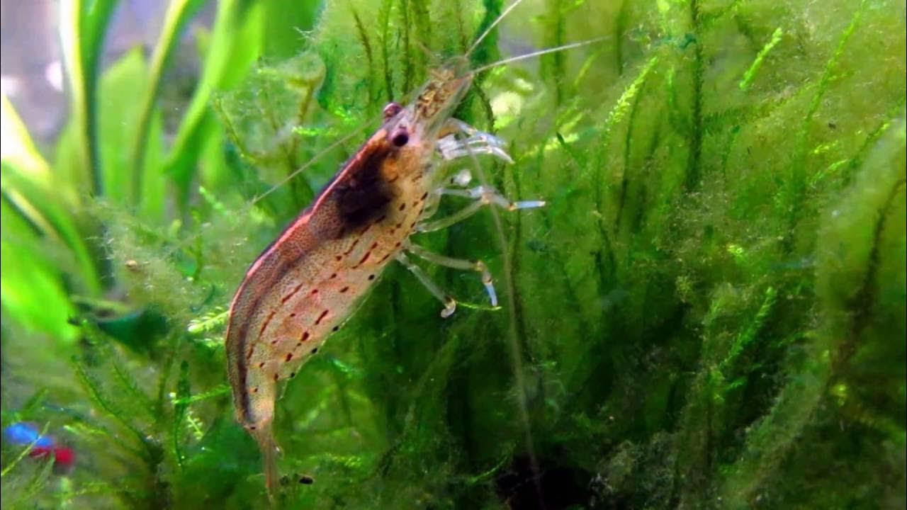 Amano Shrimp Eating Algae YouTube