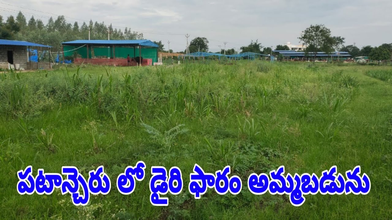 dairy farm for sale in patancheru 9849039545 YouTube