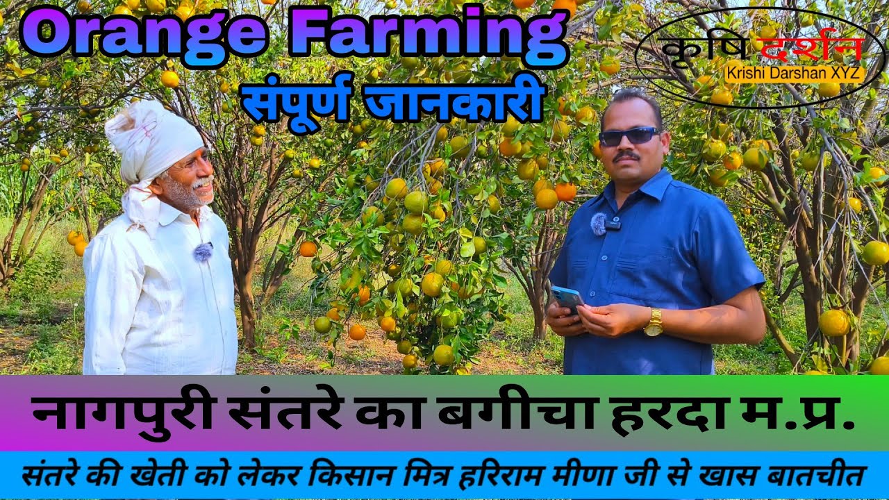 नागपुरी संतरे का बगीचा 😋🍊😋ग्रीष्मकालीन संतरा (मिरक बार) 😂🍊😂 Orange Farming 🥀🌹🌺 संतरे की खेती हरदा MP
