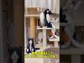 本物の猫はどこ？見つけたらコメントしてね！ #cat #元気になる動画 #youtubeショート #猫 #ねこ #猫のいる暮らし #猫のいる生活 #猫好きさんと繋がりたい #保護猫 #子猫
