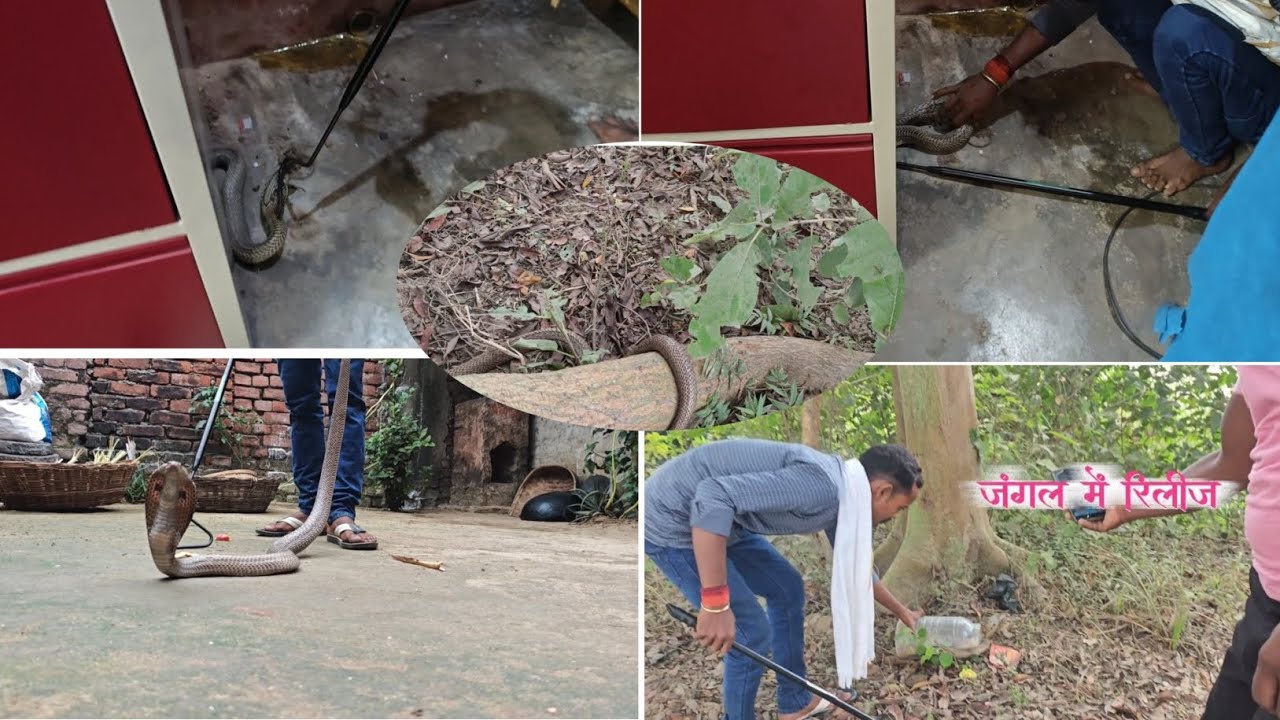 देखिए कैमरे में कैद हुआ घर के अंदर गोदरेज के नीचे विशाल कोबरा सांप का रेस्क्यू V/S रिलीज Video 