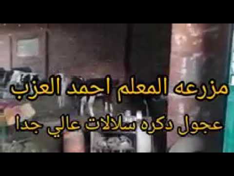 كلام جميل كل واحد عجل هتخود توصيل مجاني مجانا مجانا مجانا كلام جميل كل أصحاب عميل 01224366618 