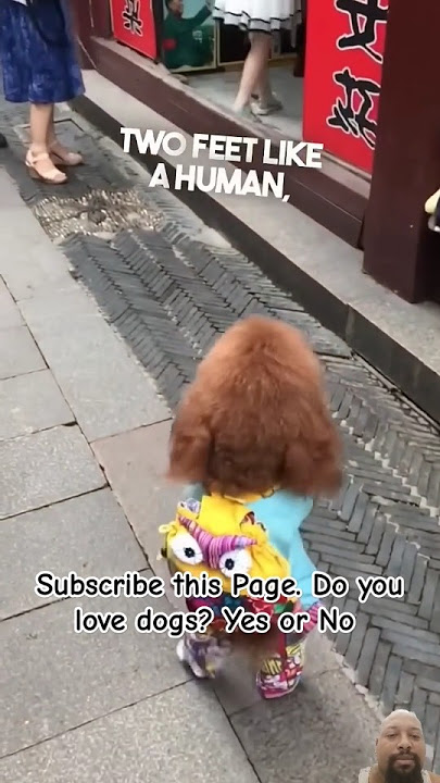 A dog that walks on two legs walking and jogging around while people are shopping must-see #shorts