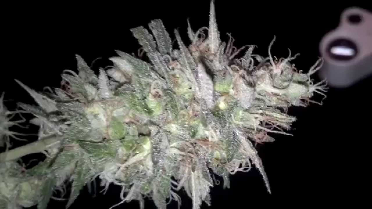 Blubonic Sour Berry [Strain Showcase] Blue Planet Nutrients