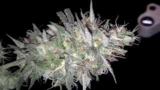 Blubonic Sour Berry [Strain Showcase] Blue Planet Nutrients