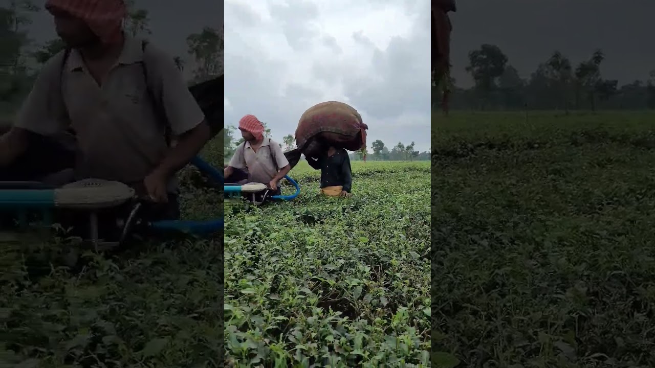 green tea cutting machine 