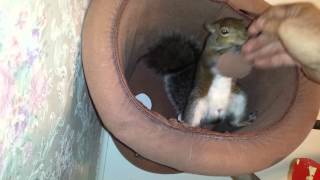 Squirrel fight!