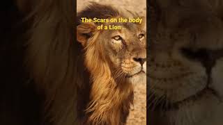 Lions if Youre Lion Then Stand Up U0026 Roar