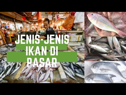 Kenali #10 Jenis Ikan Yang Terdapat Di Pasar
