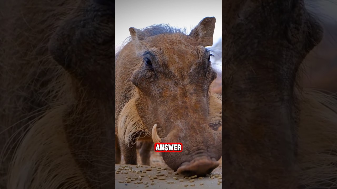 The Ugliest Animal On Earth?