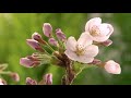 Антонио Вивальди - Времена года - Весна - Часть 2 - Шедевры классической музыки в HD