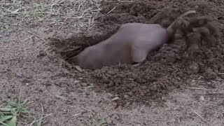 Animals that live under ground