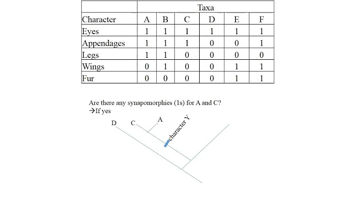 Cladogram Exercise by Hamid Razifard