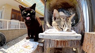 猫の集合住宅を訪問したら食事の時間だった