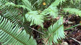 2025 Humboldt Redwoods State Park