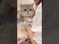 ما هي أكثر أسماء القطط انتشار ا جزء 2
