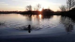 Закаливание Плавание в ледяной воде .Tempering Swimming in icy water.