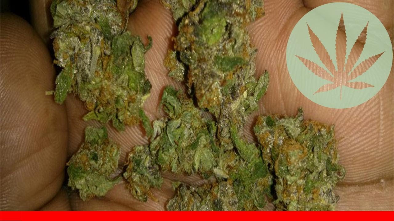 Opal Og Kush - All About This Strain