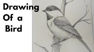 How to Shade bird || Drawing Of a Bird || easy || tutorial | Pencil Shading || S Kamal Art and craft