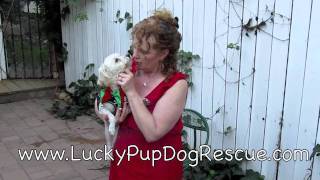 Lucky Pup Dog Rescue.com Posie Maltese/Poodle. San Diego, Ca