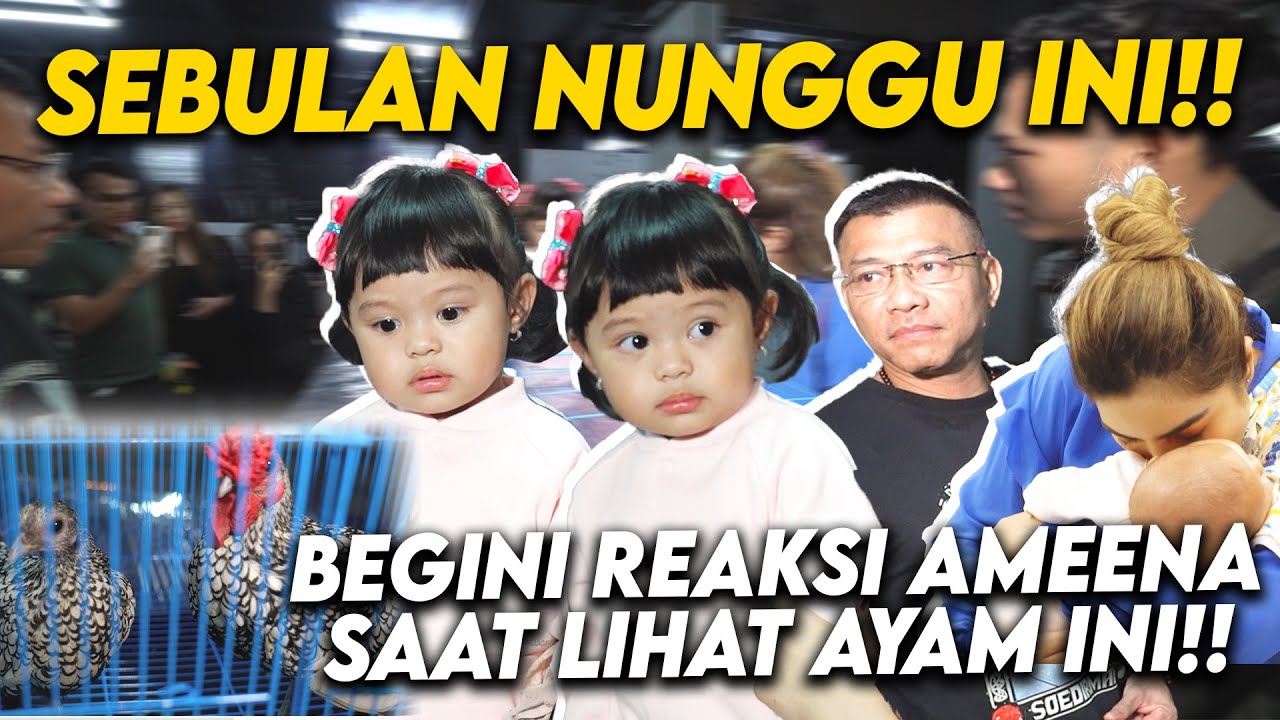 AMEENA SHOCK!! ADA 2 AYAM DI DEPAN RUMAHNYA?? ASHANTY ANANG RINDU BERAT SAMA CUCU!!