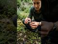 Inside a Snail’s Secret Tunnel System 🐌
