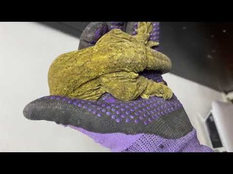 Nehoue X Male 5000 New Blood 