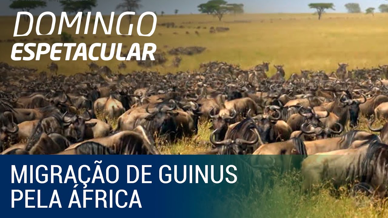 50 por 1: Álvaro Garnero presencia a grande migração de animais na África