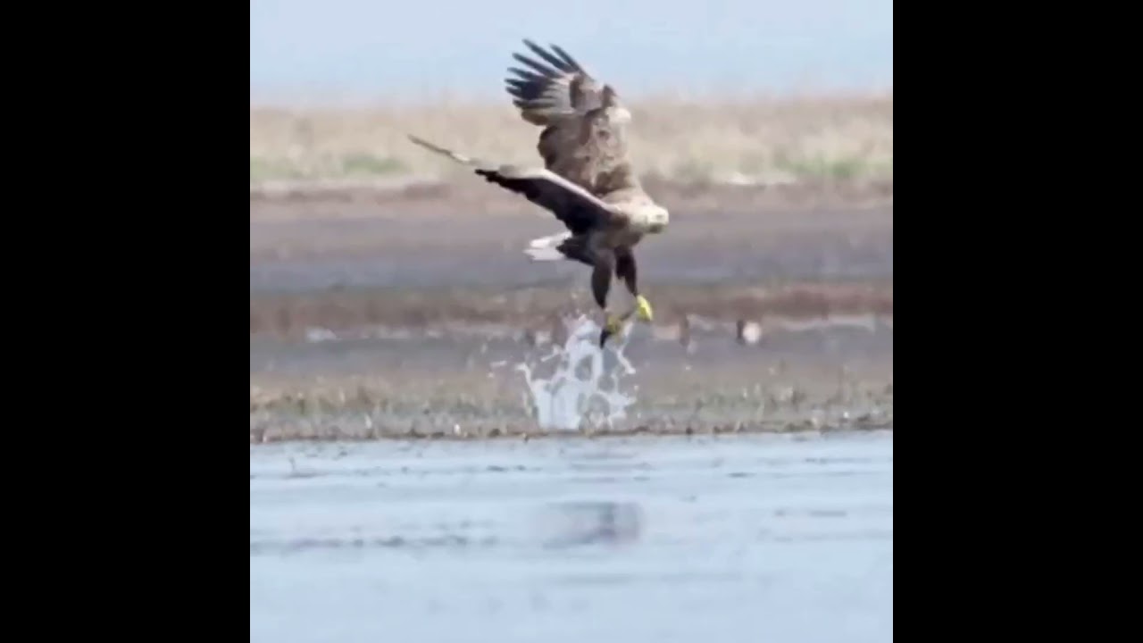 Morning feeding of eagles 