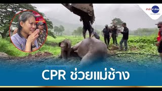 สุดลุ้น นาทีชีวิต CPR ช่วยแม่ช้างหมดสติ หลังนำตัวขึ้นมาจากบ่อ ลูกช้างร้องเสียงดังปีนหา screenshot 3