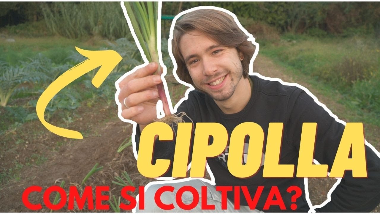 TUTTO SULLE CIPOLLE | come le coltivo? |