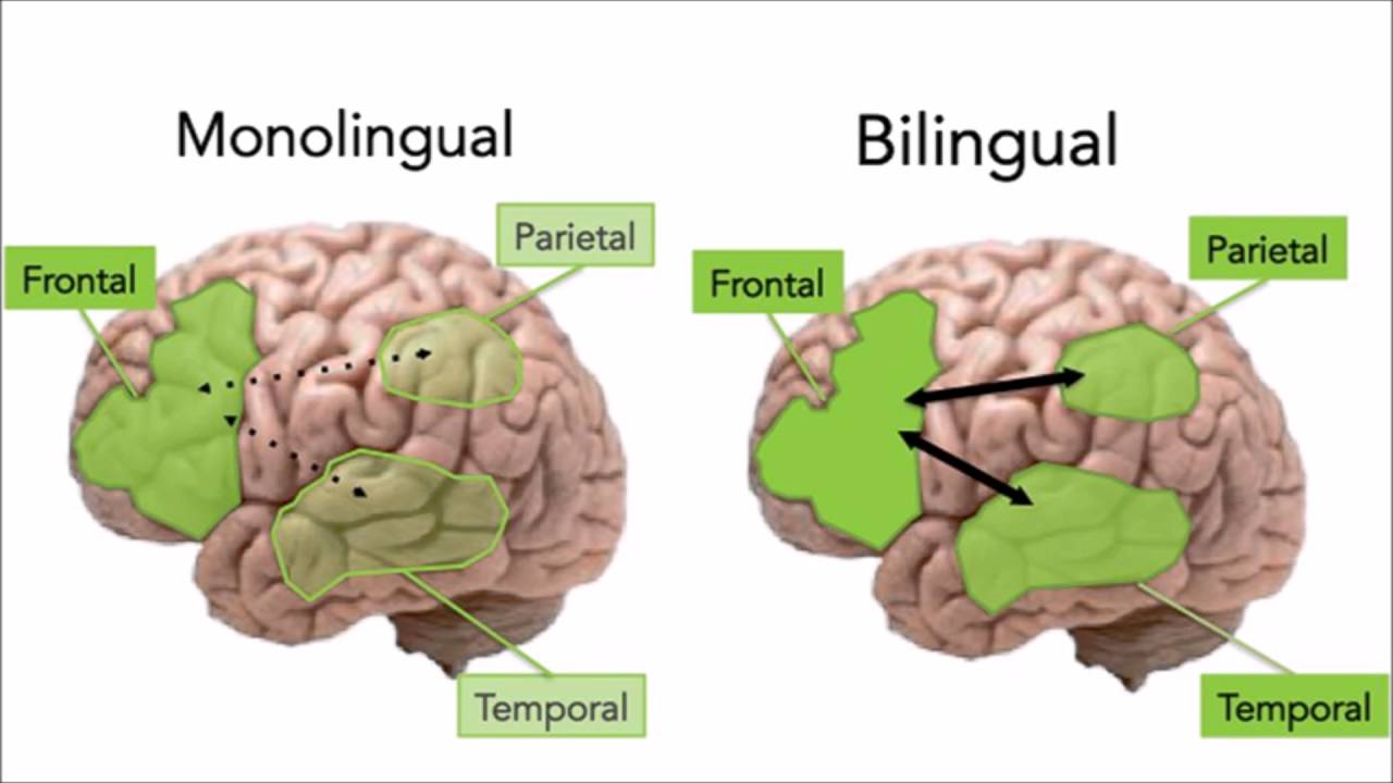 Brain languages. Мозг и иностранные языки. Мозг билингва. Изучение головного мозга. Влияние изучения английского на мозг.