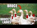 Bruce, the Goose with Too Many Girlfriends