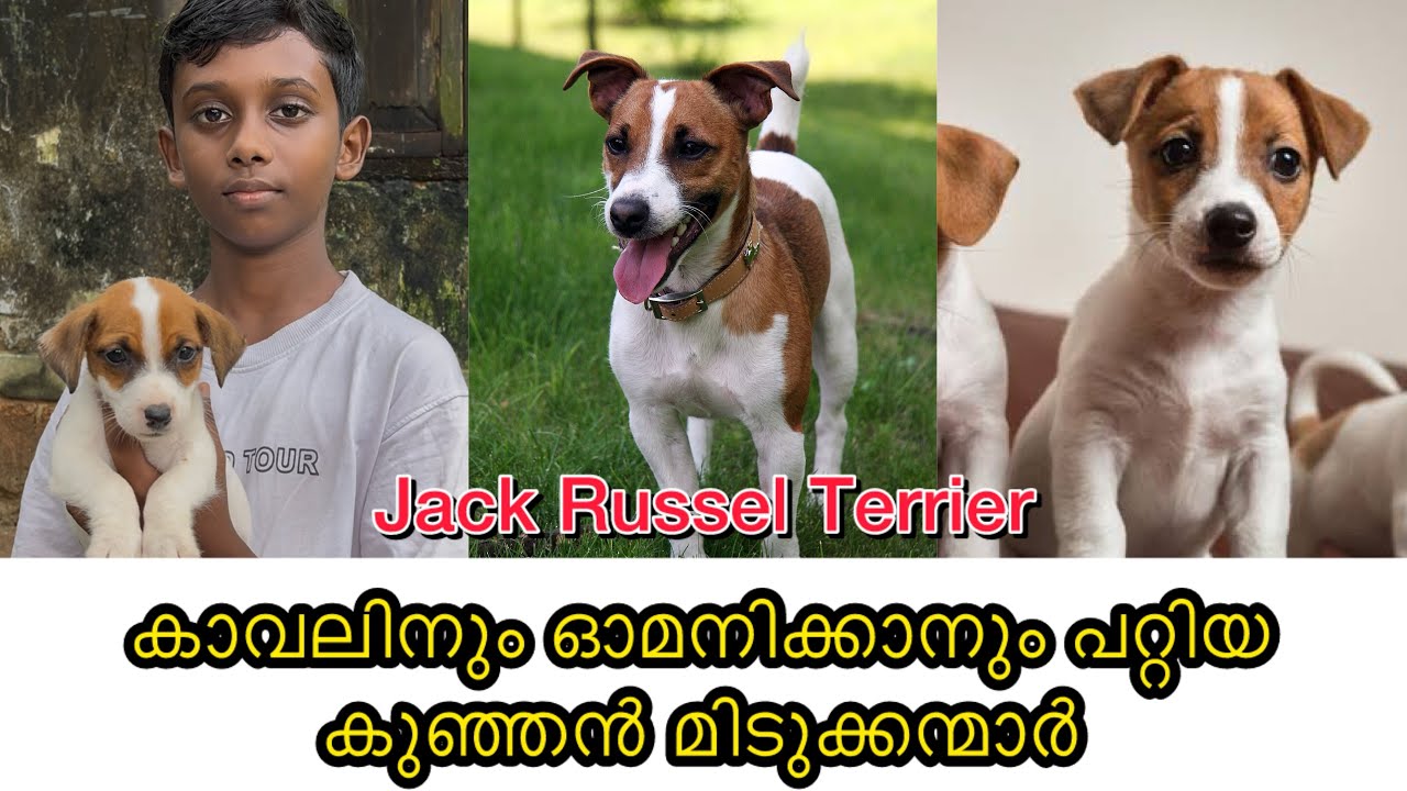 കാവലിനും ഓമനിക്കാനും പറ്റിയ കുഞ്ഞൻ മിടുക്കന്മാർ 😍❤️ | Jack Russel Terrier | Malayalam