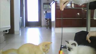 Le plumeau magique et le duo de chatons en folie screenshot 3