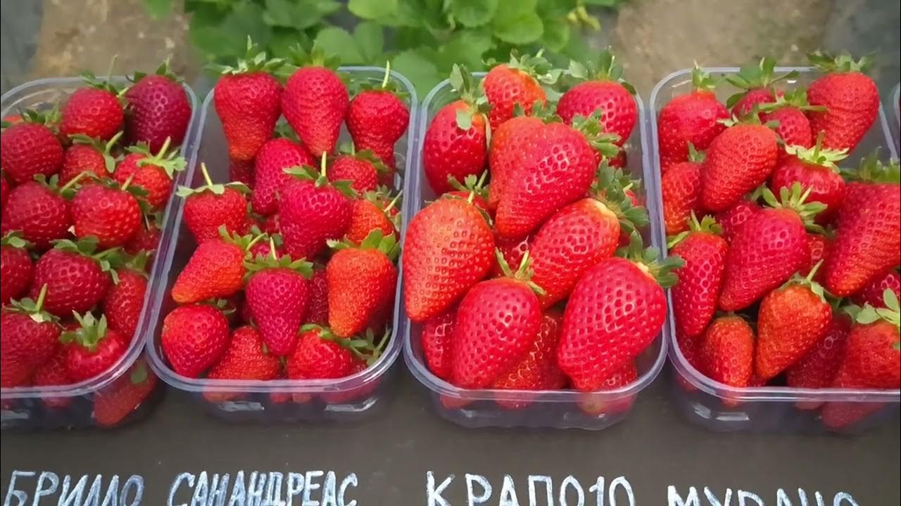 Вкусные клубники: найдено 87 изображений