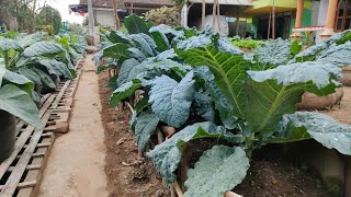 cara menanam kale nero dari benih sampai panen || How to plant kale Nero from seed to harvest