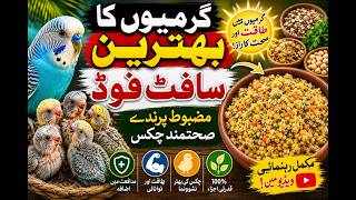 Summer Best Homemade Soft Food | Strong birds Healthy Chicks | Urdu/Hindi screenshot 1